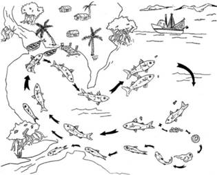 Descripcin: ciclo biologico